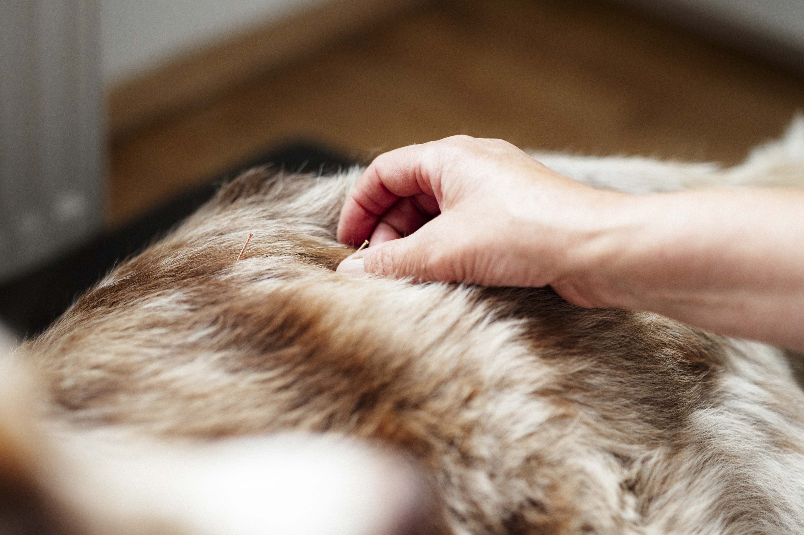 Akupunktur von Annette Nowak-Kühl bei Hundeosteopathie Eckernförde