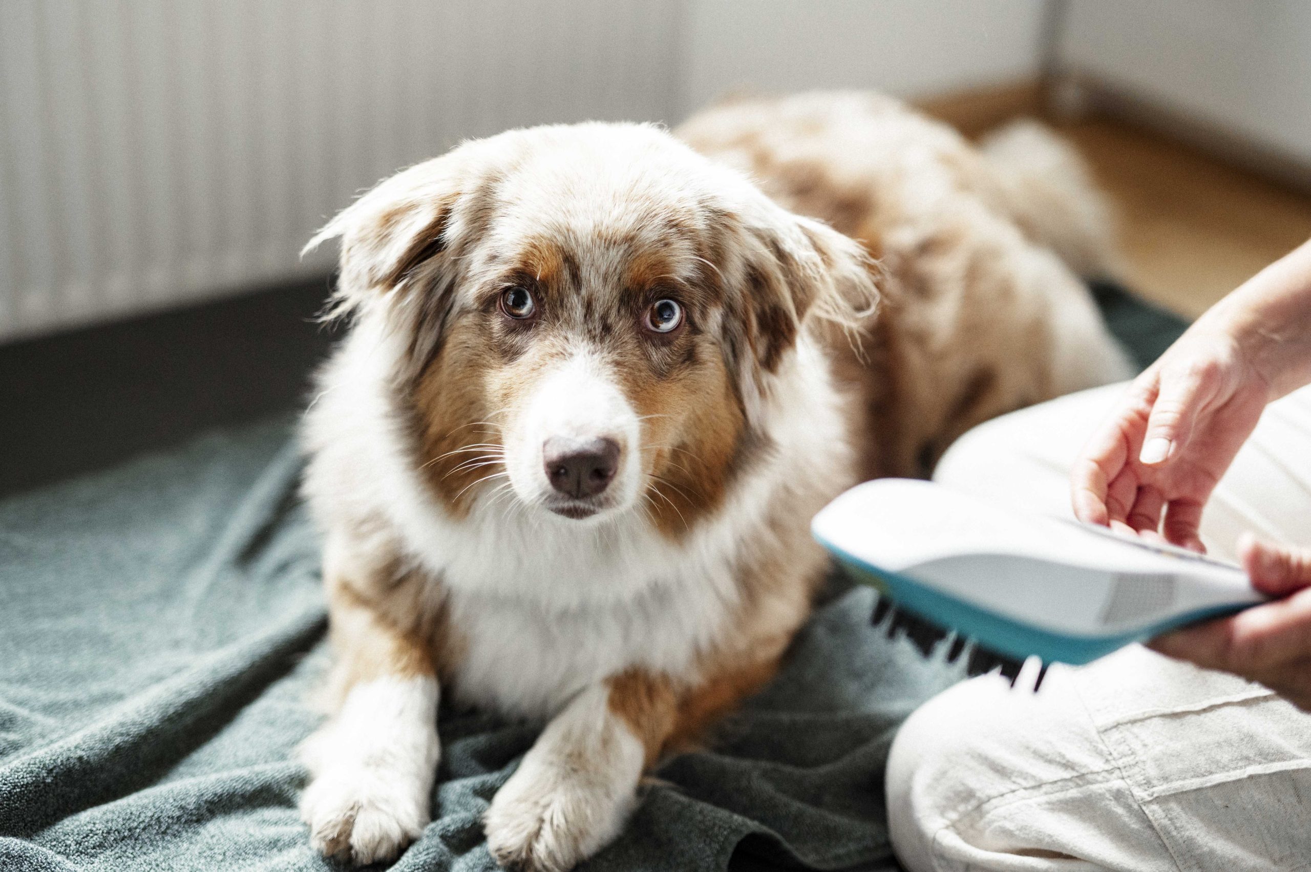 Kater Avatar bei der Osteopathie Behandlung