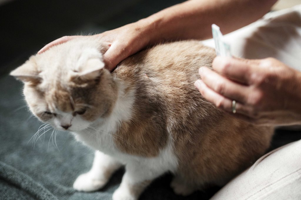 Hundeosteopathie bei der Katze Hermine von der Osteopathin Annette Nowak Kühl